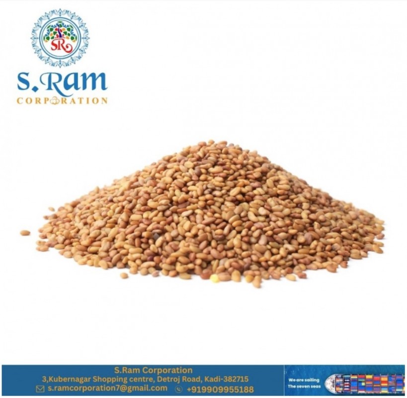 Alfalfa Seeds from India